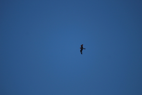 Common Nighthawk