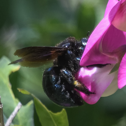 Xylocopa californica