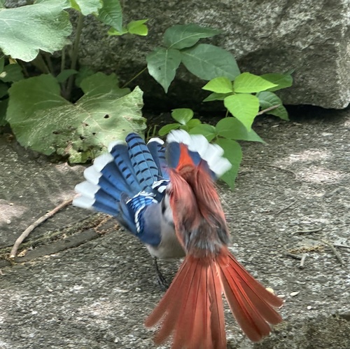 Northern Cardinal photographed in Massachusetts