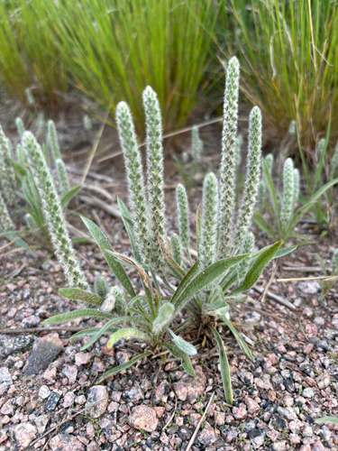 Woolly Plantain
