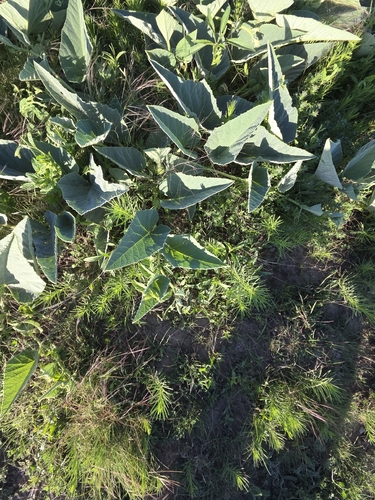 Buffalo Gourd