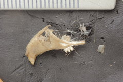 Peromyscus leucopus texanus