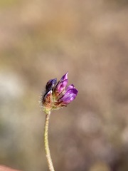 Astragalus acutirostris