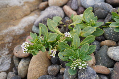 alkali heliotrope