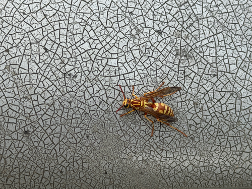 Apache Paper Wasp