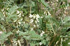 Erophaca baetica orientalis