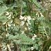 Erophaca baetica orientalis - Photo (c) Edgar Heim, algunos derechos reservados (CC BY-NC), subido por Edgar Heim