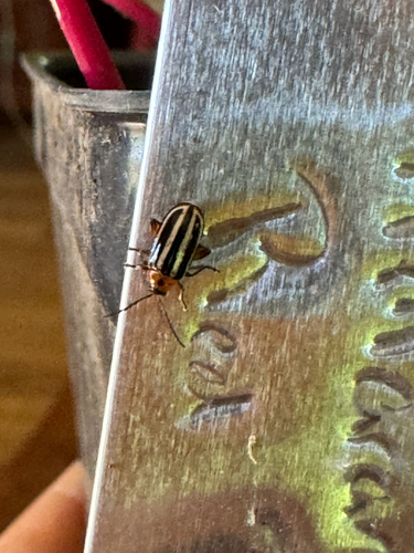 Pigweed Flea Beetle