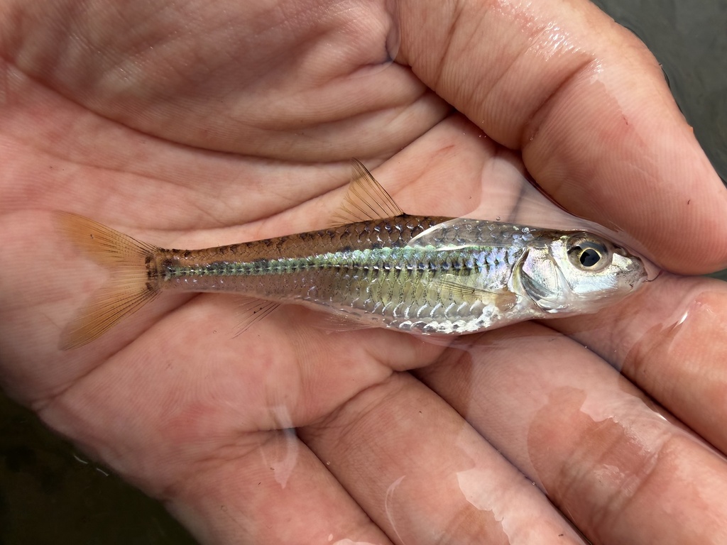Wolterstorff's gudgeon (Squalidus wolterstorffi) — Cyprinidae