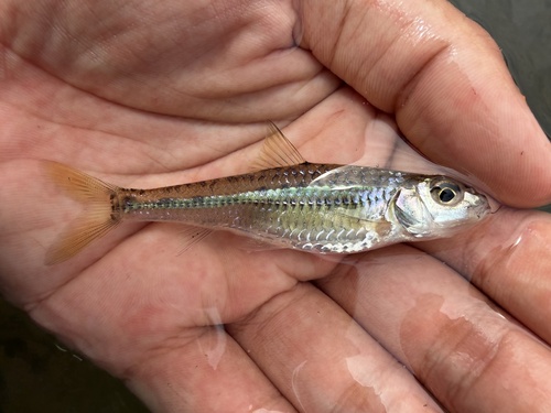 Wolterstorffs grondelkarper (Squalidus wolterstorffi) — Cyprinidae