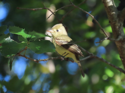 Western Flycatcher