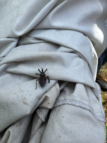 Eastern Bee Assassin