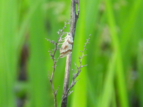 Rufous-banded Crambid Moth