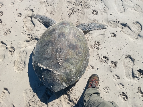 Green Sea Turtle