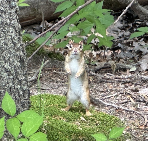 Eastern Chipmunk photographed in Massachusetts