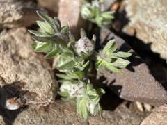 Stylocline micropoides