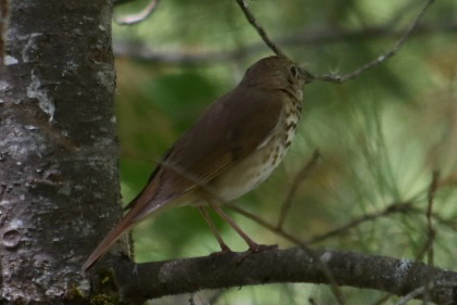 Hermit Thrush