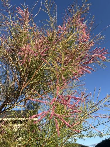 Five-stamen Tamarisk