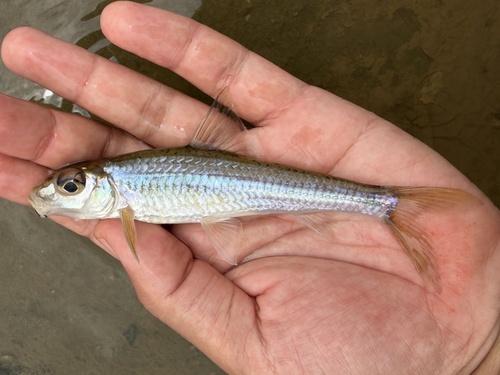 Silver gudgeon (Squalidus argentatus) — Cyprinidae — 2