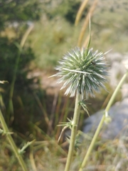 Echinops polyceras