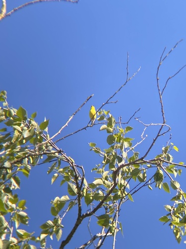 Wilson's Warbler