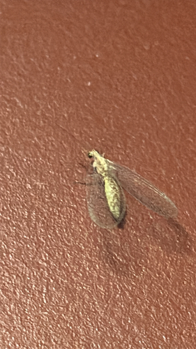Eremochrysa punctinervis