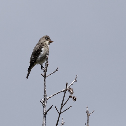 Olive-sided Flycatcher