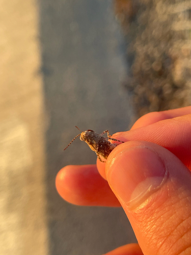 Texas Range Grasshopper