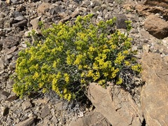 Amphipappus fremontii