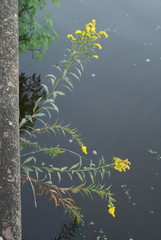 Solidago gigantea