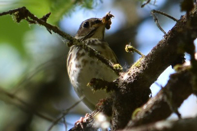 Hermit Thrush