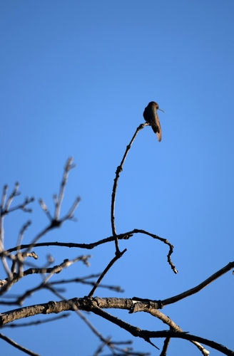 Black-chinned Hummingbird