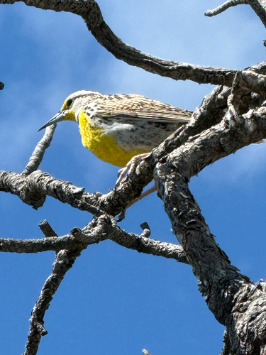 Western Meadowlark