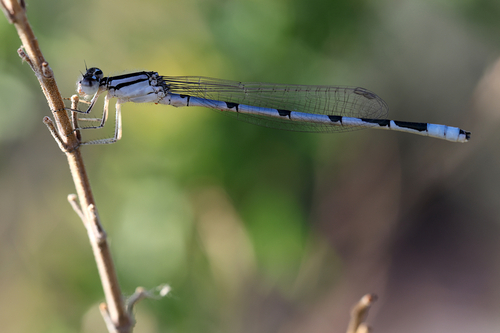 Familiar Bluet