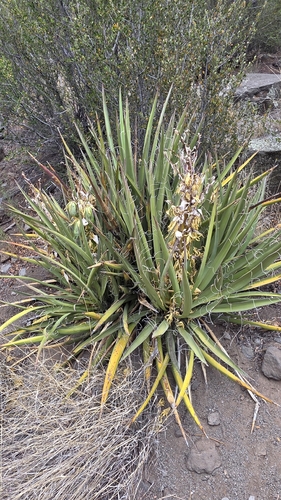 Banana Yucca