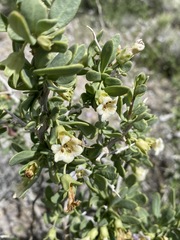 Lycium pallidum oligospermum