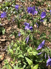 Phlox divaricata