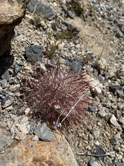 Sclerocactus polyancistrus