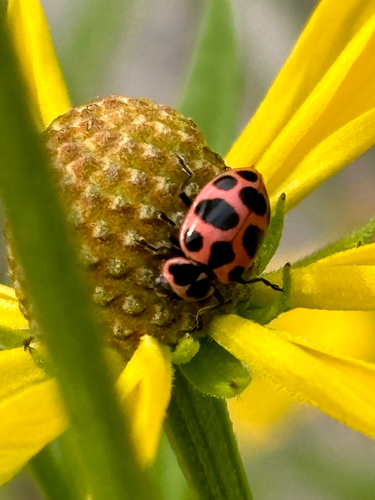 Spotted Pink Lady Beetle