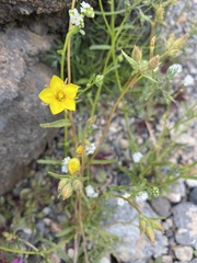 Mentzelia nitens