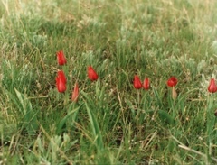 Tulipa