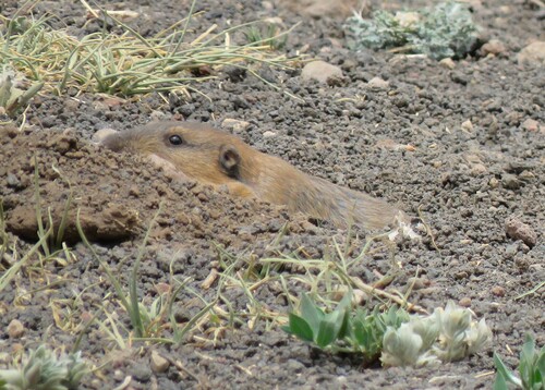 Fulvous Pocket Gopher