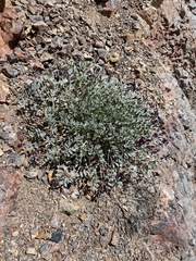 Astragalus mohavensis