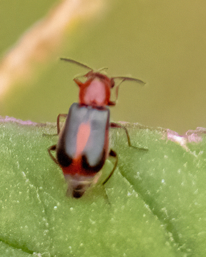 Attalus