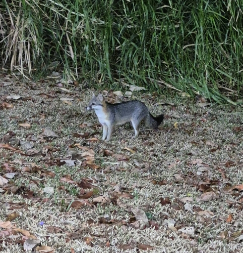 Zorra gris