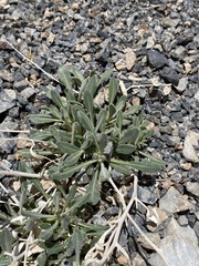 Mentzelia oreophila
