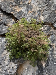 Phacelia perityloides