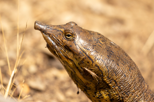 Spiny Softshell