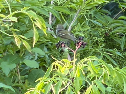 White-eyed Vireo