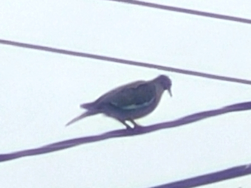 White-winged Dove